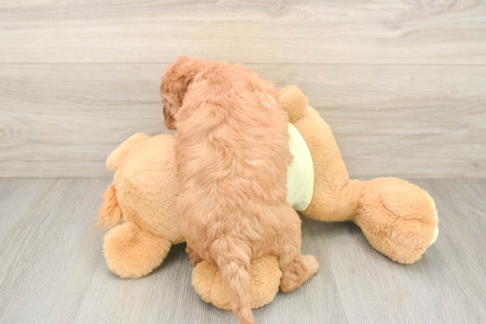 Funny Mini Irish Doodle Poodle Mix Pup