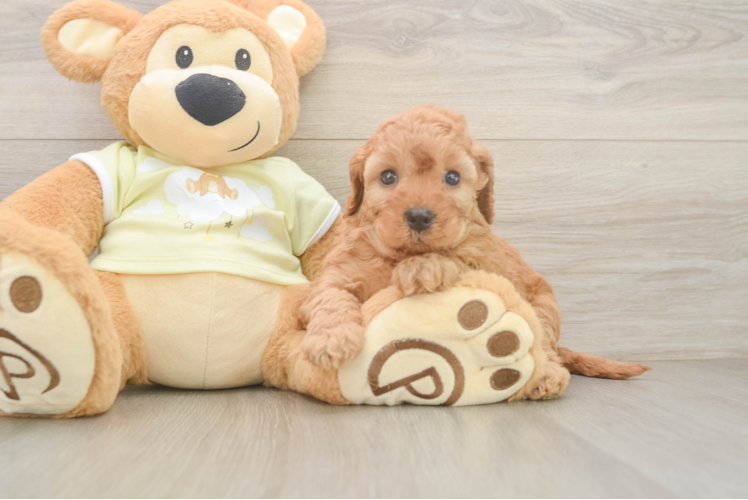 Smart Mini Irish Doodle Poodle Mix Pup