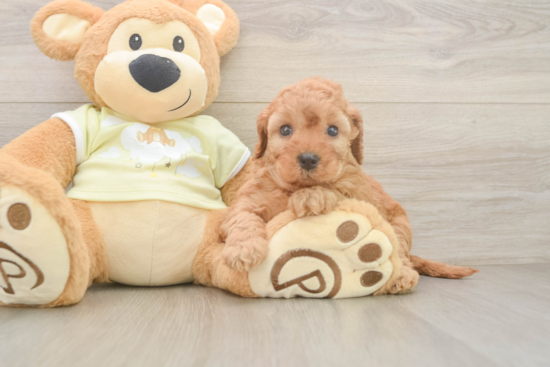 Smart Mini Irish Doodle Poodle Mix Pup