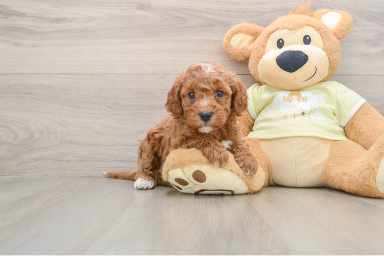 Best Mini Irish Doodle Baby