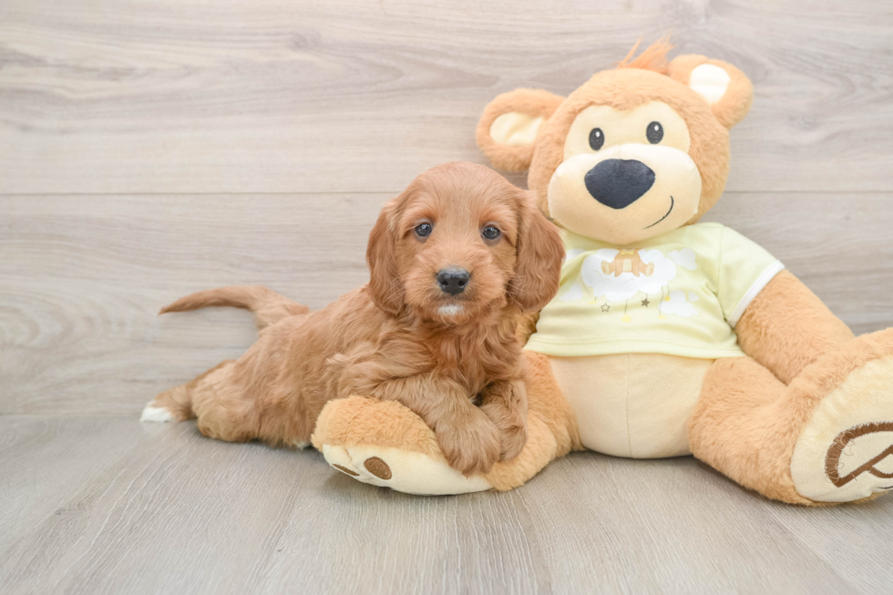 Mini Irish Doodle Pup Being Cute