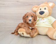 5 week old Mini Irish Doodle Puppy For Sale - Premier Pups