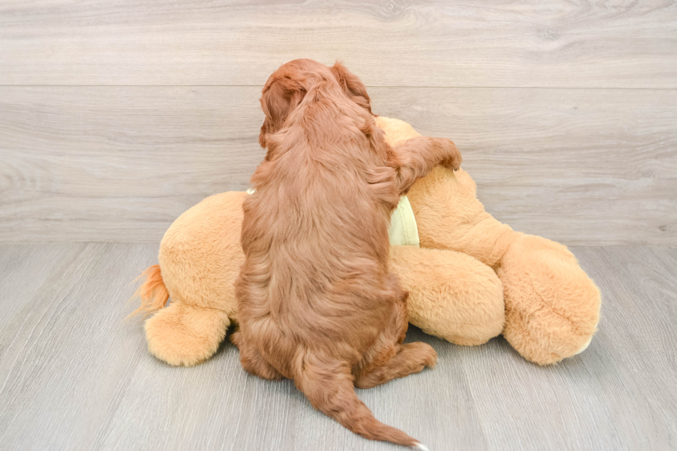 Best Mini Irish Doodle Baby