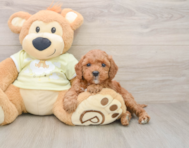 6 week old Mini Irish Doodle Puppy For Sale - Premier Pups