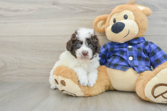 Best Mini Labradoodle Baby