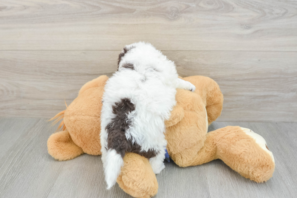 Mini Labradoodle Pup Being Cute