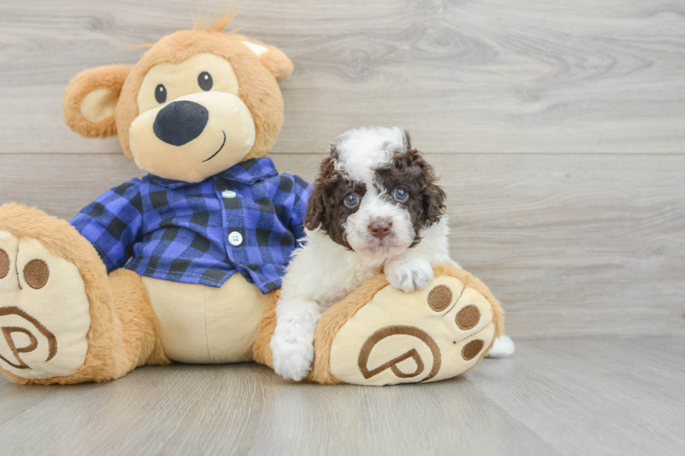 Adorable Labrapoo Poodle Mix Puppy