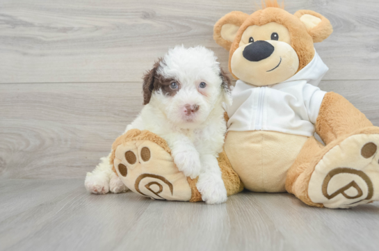 Popular Mini Labradoodle Poodle Mix Pup