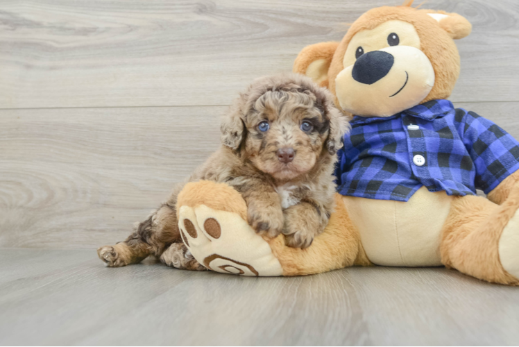 Energetic Labrapoo Poodle Mix Puppy