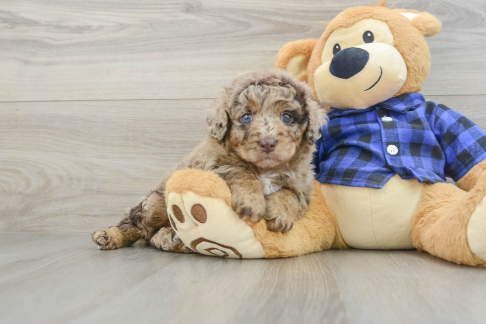 Energetic Labrapoo Poodle Mix Puppy