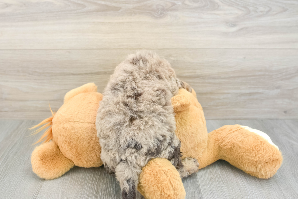 Mini Labradoodle Puppy for Adoption