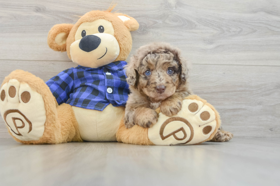 Best Mini Labradoodle Baby