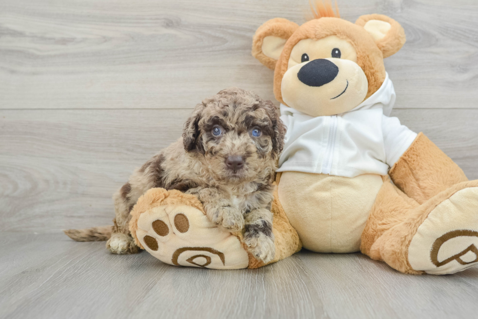 Petite Mini Labradoodle Poodle Mix Pup