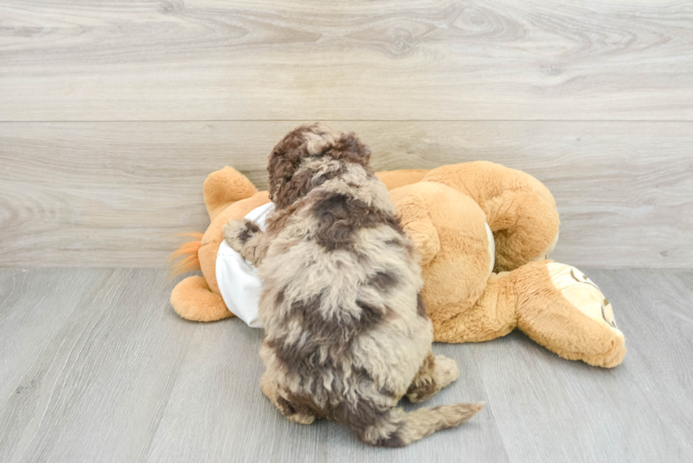 Happy Mini Labradoodle Baby