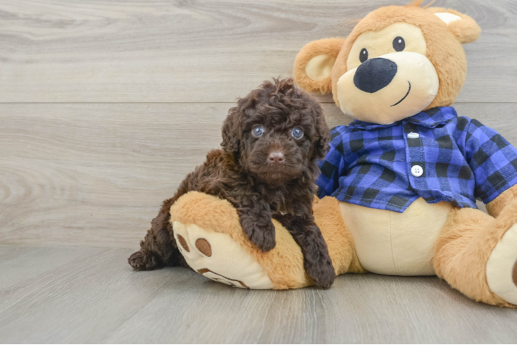 Best Mini Labradoodle Baby