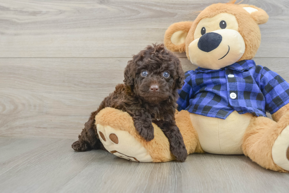 Best Mini Labradoodle Baby