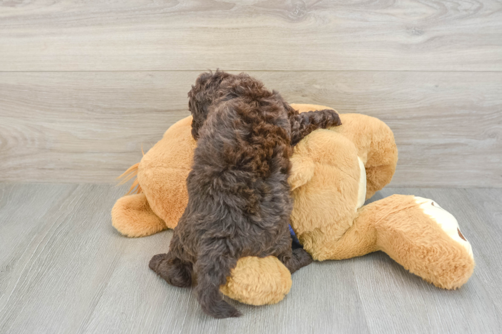 Happy Mini Labradoodle Baby