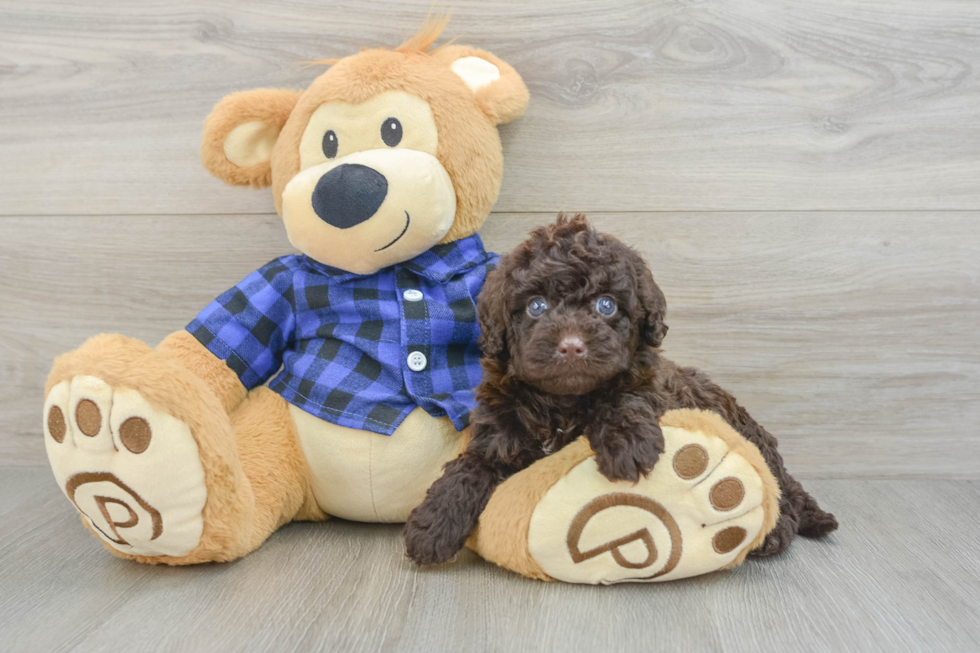 Best Mini Labradoodle Baby