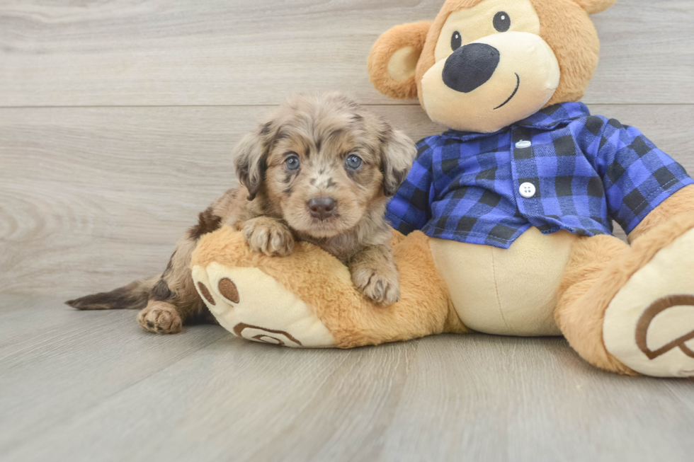 Mini Labradoodle Puppy for Adoption