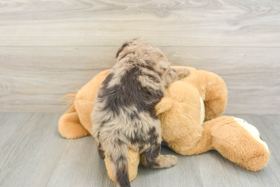 Best Mini Labradoodle Baby