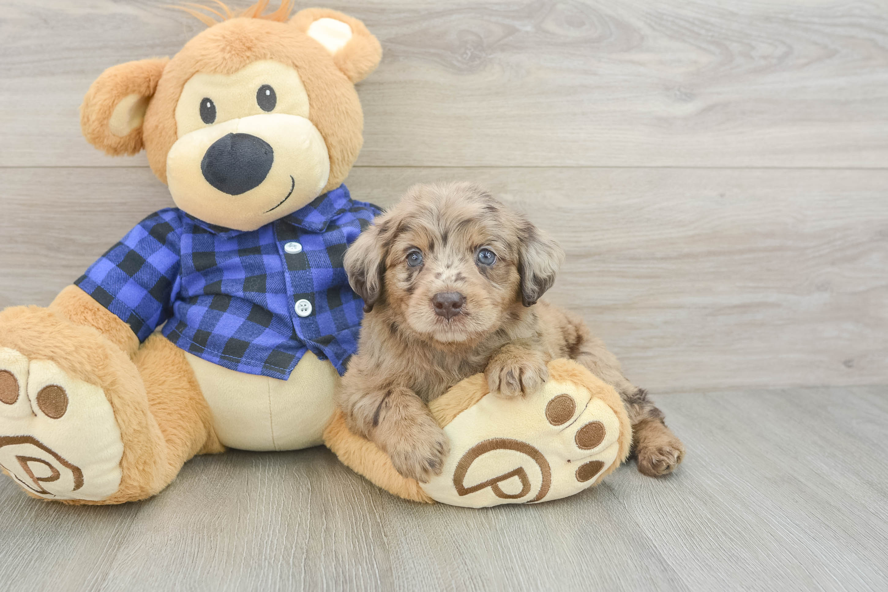 Small Mini Labradoodle Baby
