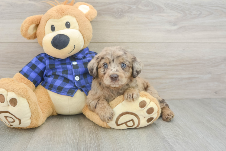 Small Mini Labradoodle Baby