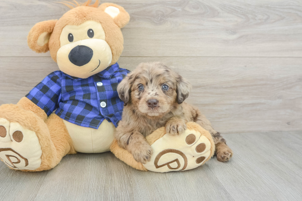Small Mini Labradoodle Baby