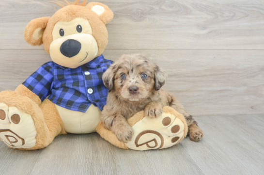 Small Mini Labradoodle Baby