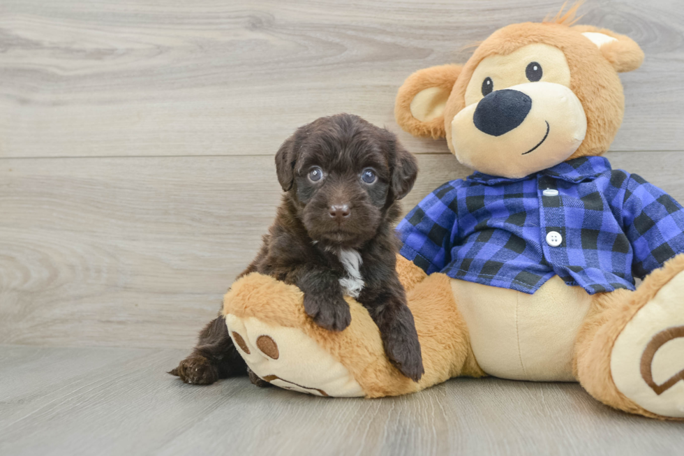 Best Mini Labradoodle Baby