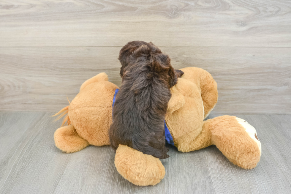 Petite Mini Labradoodle Poodle Mix Pup