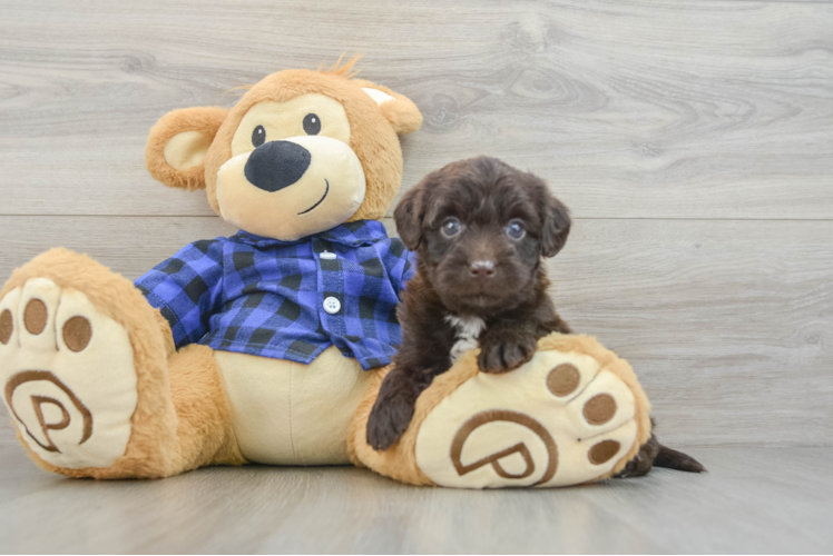 Best Mini Labradoodle Baby