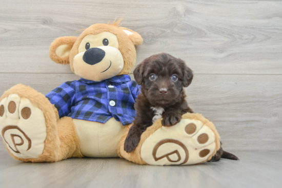 Best Mini Labradoodle Baby