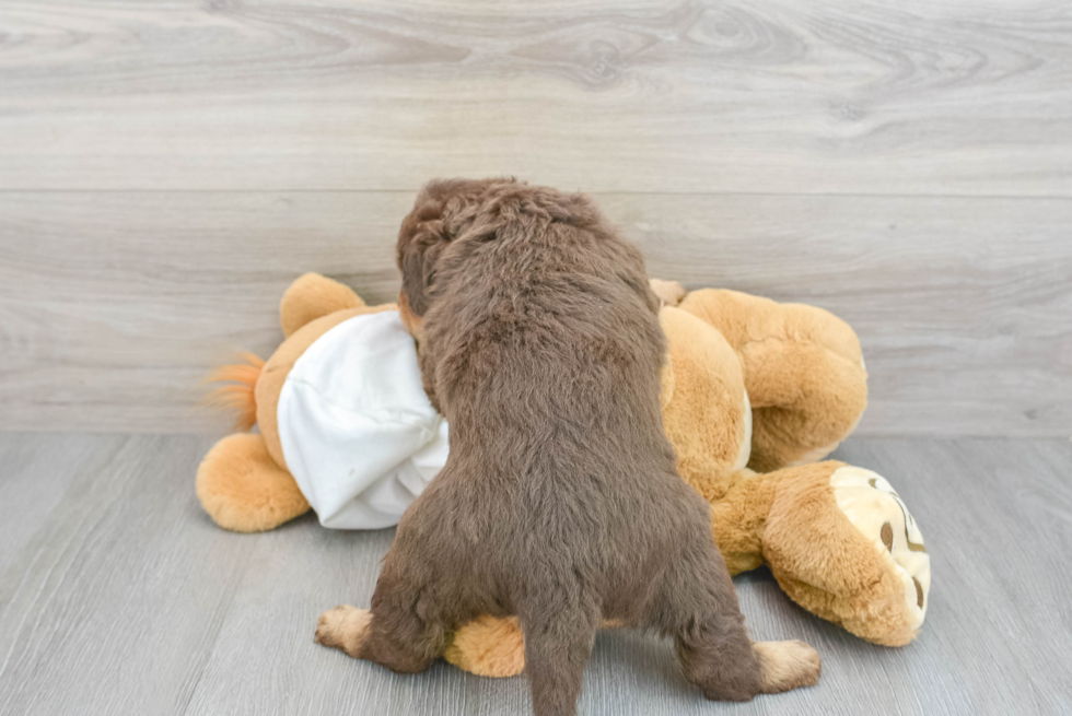 Mini Labradoodle Pup Being Cute