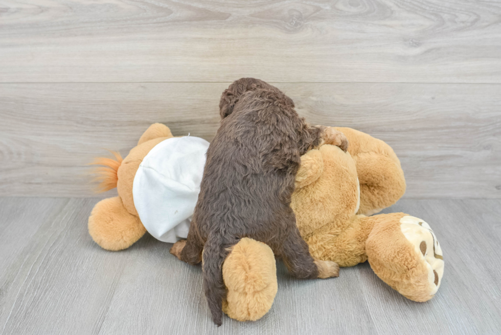 Mini Labradoodle Pup Being Cute