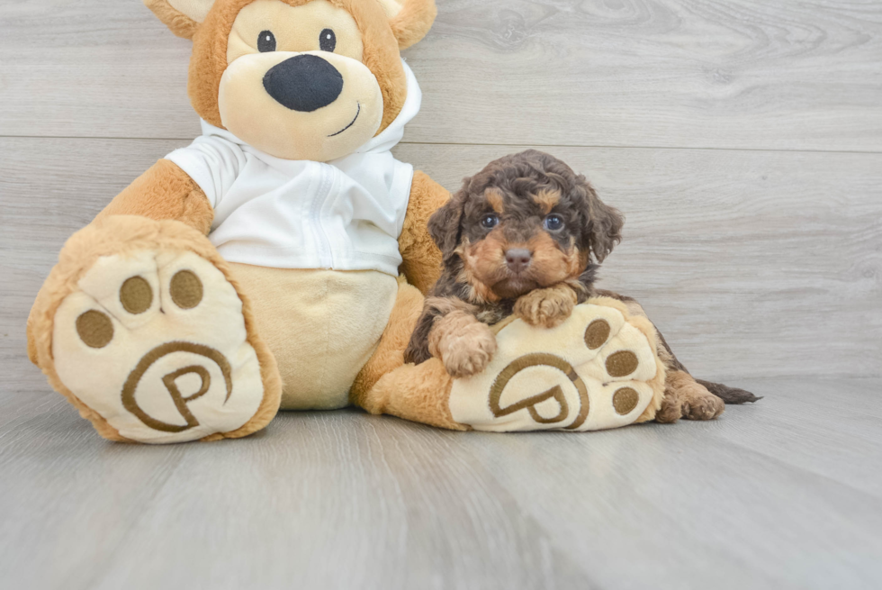 Petite Mini Labradoodle Poodle Mix Pup
