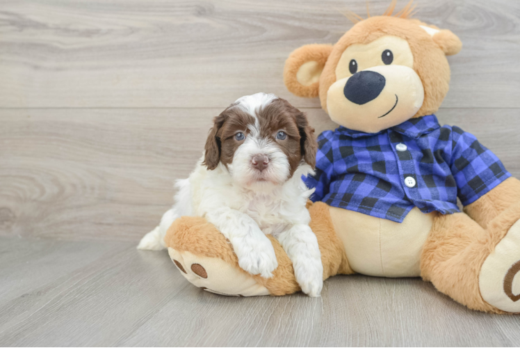 Mini Labradoodle Puppy for Adoption