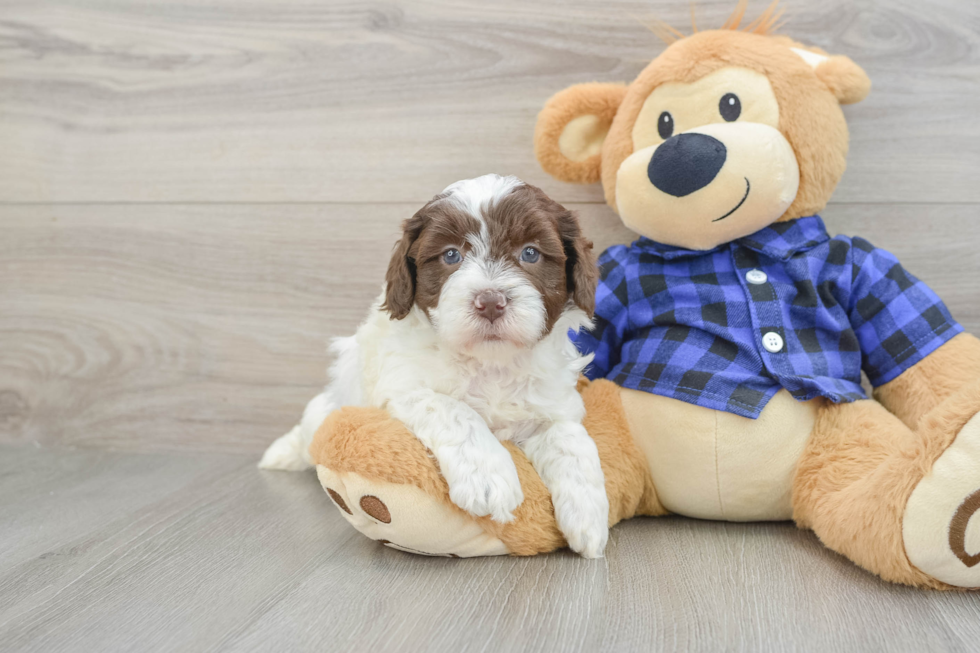 Mini Labradoodle Puppy for Adoption