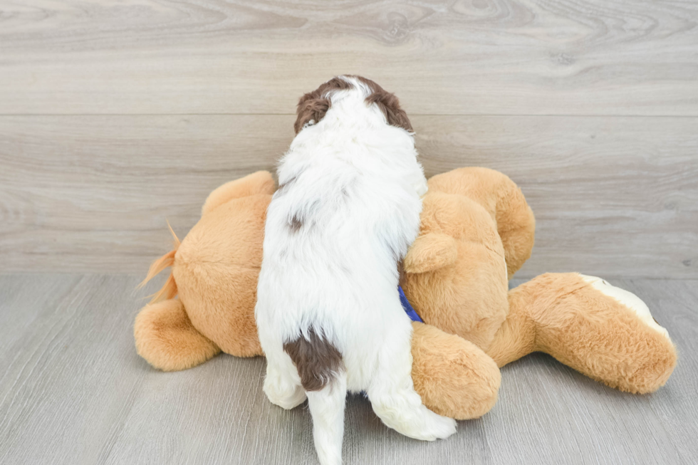 Energetic Labrapoo Poodle Mix Puppy
