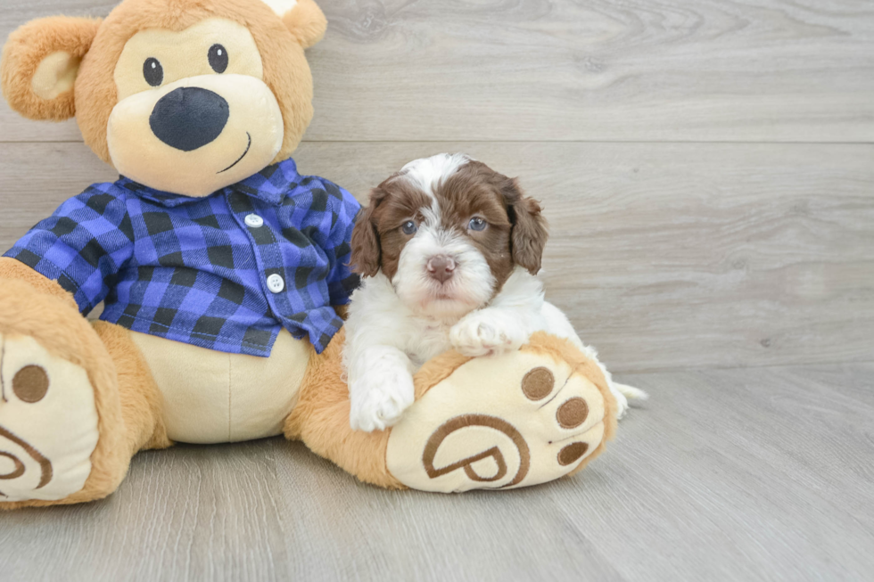 Mini Labradoodle Pup Being Cute