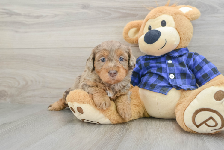 Popular Mini Labradoodle Poodle Mix Pup
