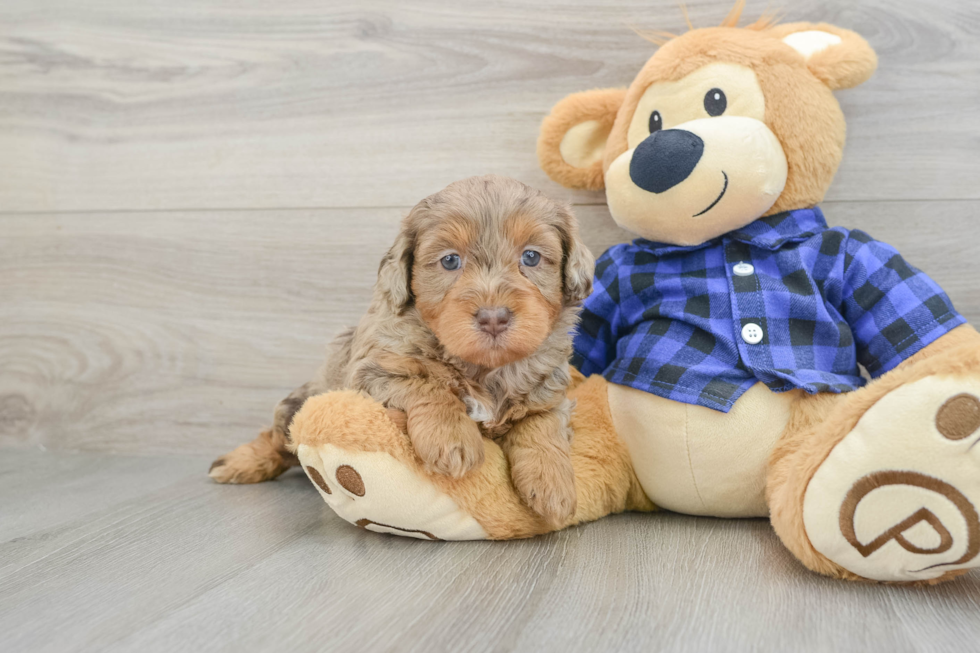 Popular Mini Labradoodle Poodle Mix Pup