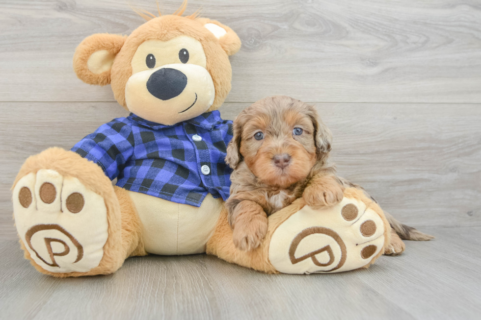 Best Mini Labradoodle Baby