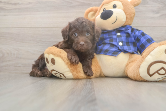 Mini Labradoodle Puppy for Adoption