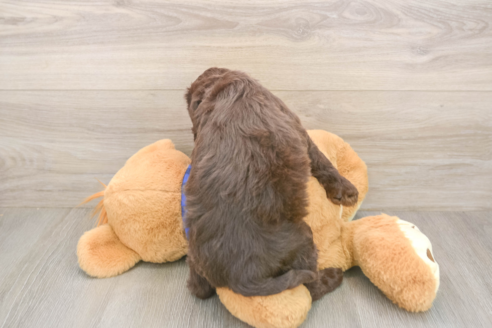 Mini Labradoodle Puppy for Adoption