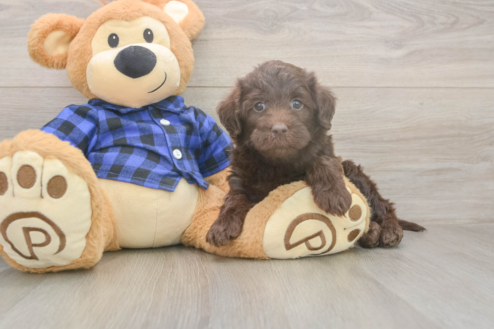 Funny Mini Labradoodle Poodle Mix Pup