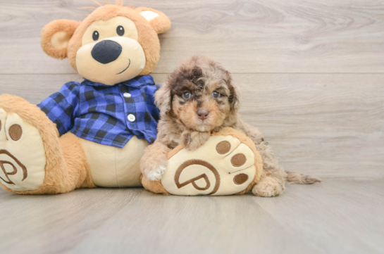 GARY, a Mini Labradoodle littermate