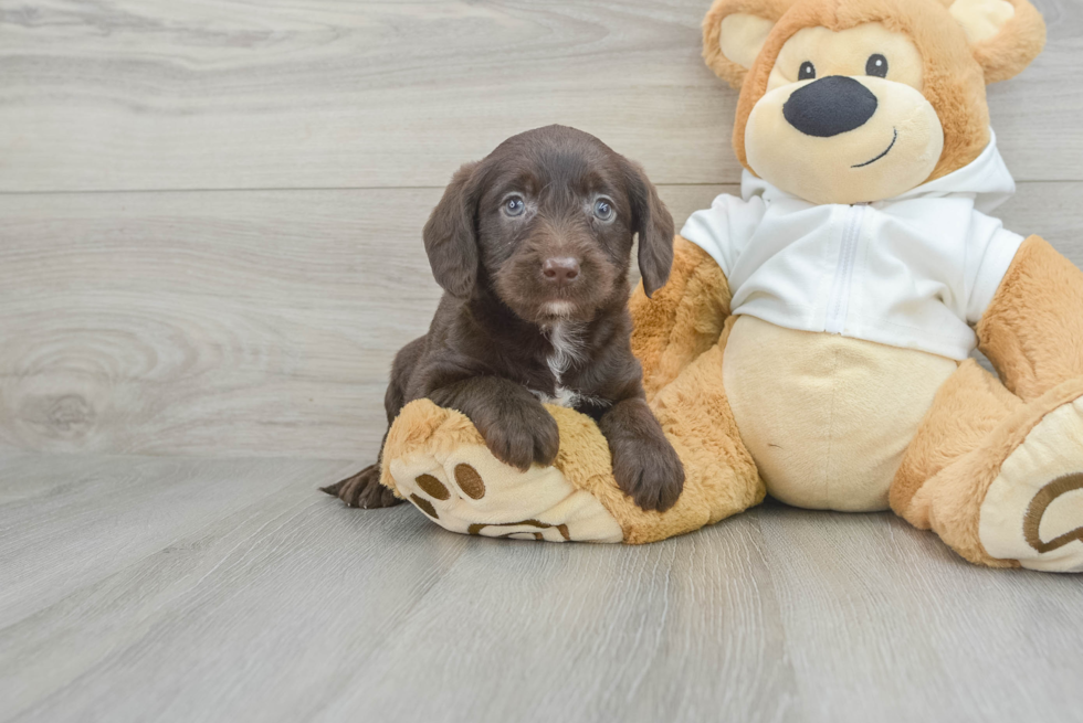 Sweet Mini Labradoodle Baby