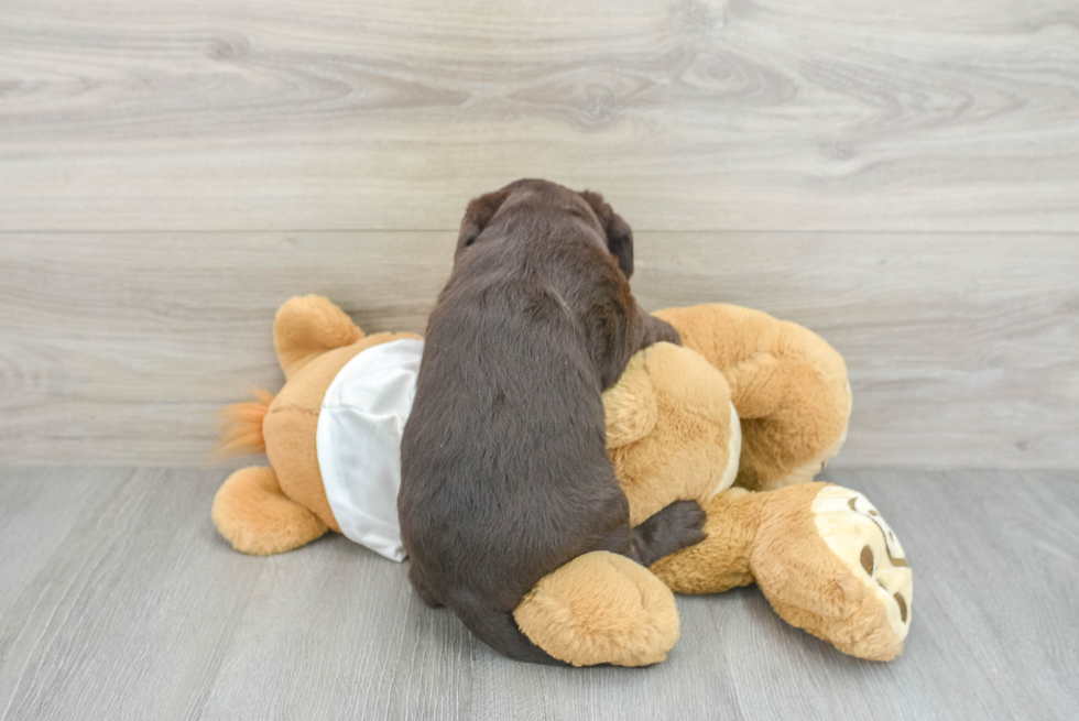 Funny Mini Labradoodle Poodle Mix Pup