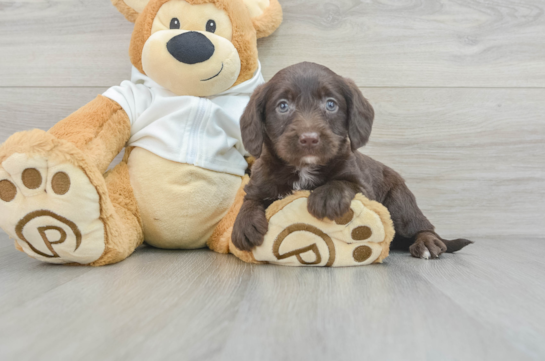 Playful Labrador Poodle Mix Puppy