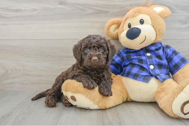 Mini Labradoodle Puppy for Adoption